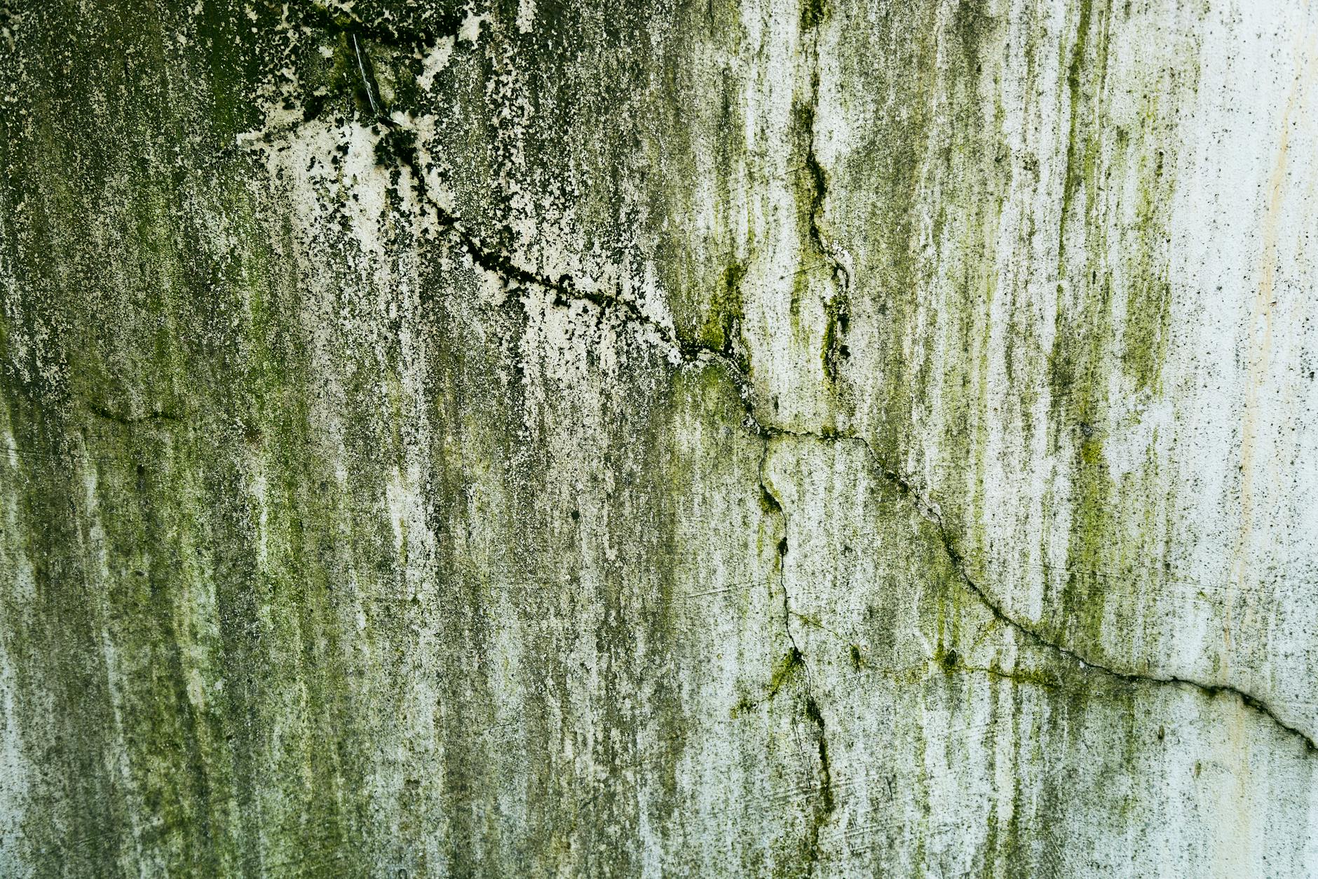 Mold Shield Dallas — Dallas